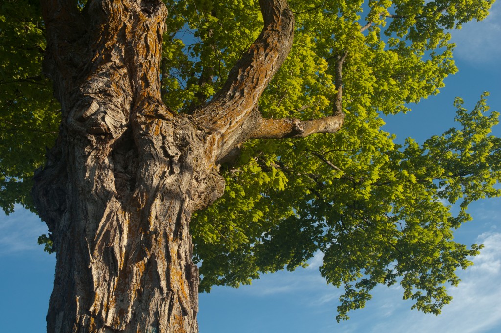 Large Tree with Blue Sky