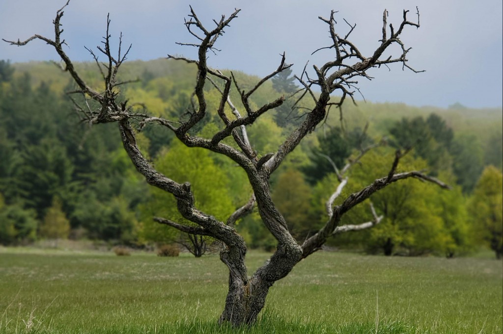 OniedaFarm-LonelyTree-KatDakota